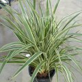 Phormium tenax variegatum - plante vivace exotique de plein soleil 0.5m